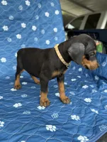 Black female tan collar , a female Doberman Pinscher for sale in Lula, GA – 5 of 5