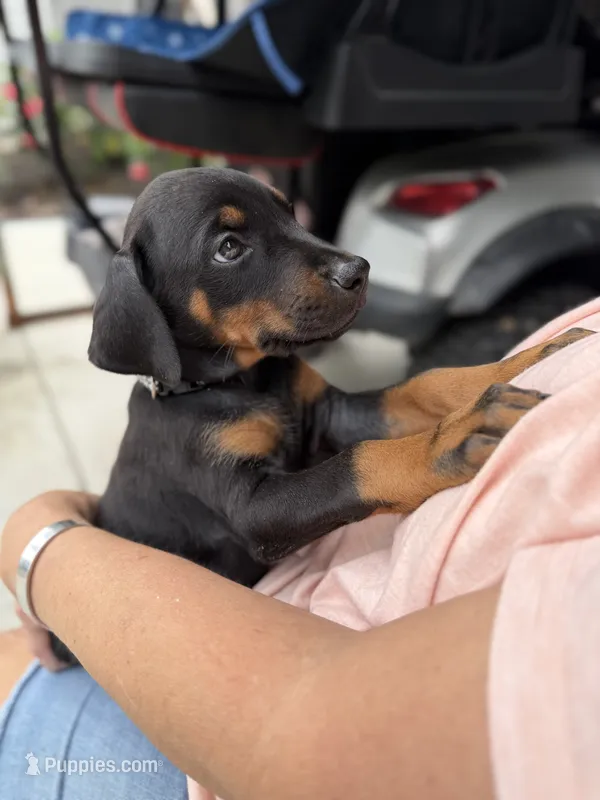 Black female black collar  – Doberman Pinscher puppy for sale in Lula, GA