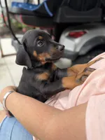 Black female black collar , a female Doberman Pinscher for sale in Lula, GA – 1 of 7