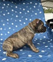 Brindle boy , a male Cane Corso for sale in Lula, GA – 4 of 6