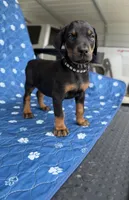 Black female black collar , a female Doberman Pinscher for sale in Lula, GA – 2 of 7