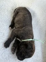 Brindle male teal collar , a male Cane Corso for sale in Lula, GA – 3 of 5