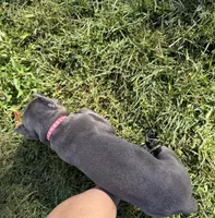 Blue girl pink collar. , a female Cane Corso for sale in Lula, GA – 4 of 10