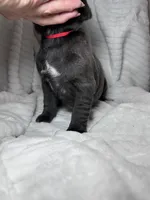 Blue female red collar, a female Cane Corso for sale in Lula, GA – Photo 4 of 6