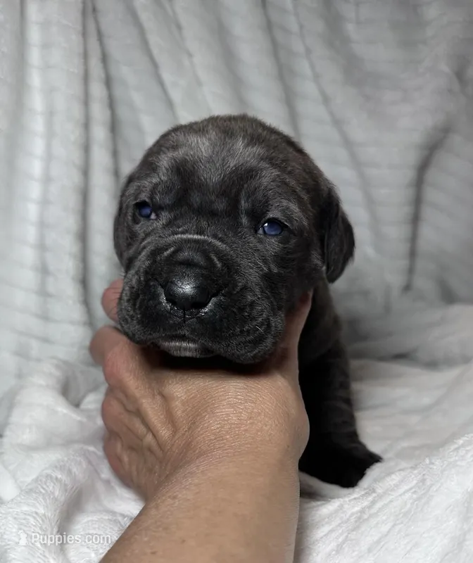Blue female red collar – Cane Corso puppy for sale in Lula, GA