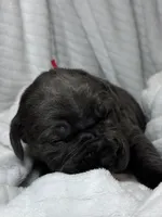 Blue female red collar, a female Cane Corso for sale in Lula, GA – Photo 2 of 6