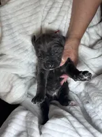 Blue female red collar, a female Cane Corso for sale in Lula, GA – Photo 6 of 6