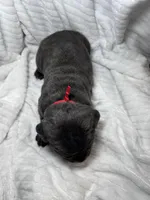 Blue female red collar, a female Cane Corso for sale in Lula, GA – Photo 5 of 6