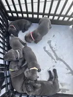 Blue girl, cream collar, a female Cane Corso for sale in Lula, GA – Photo 8 of 8