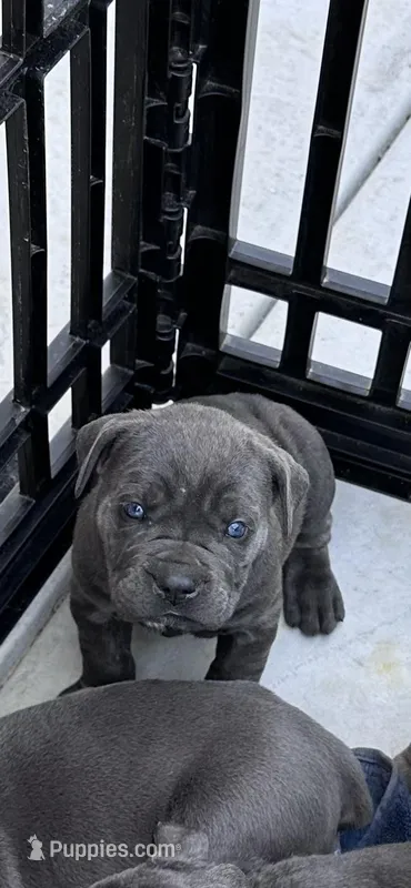 Blue girl, cream collar – Cane Corso puppy for sale in Lula, GA