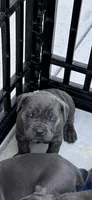 Blue female ears cropped , a female Cane Corso for sale in Lula, GA – 3 of 6