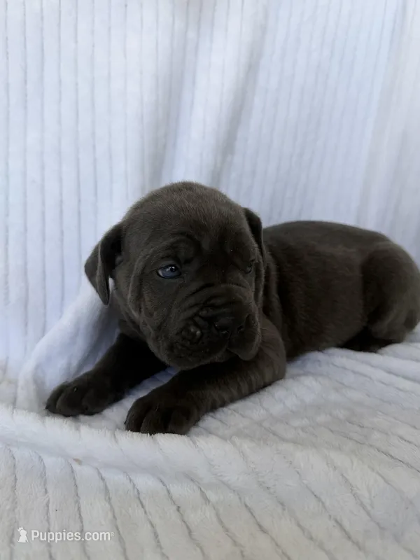 Blue girl, cream collar, a female Cane Corso for sale in Lula, GA – Photo 1 of 8