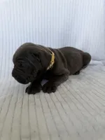 Blue girl, cream collar, a female Cane Corso for sale in Lula, GA – Photo 7 of 8