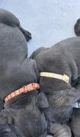 Blue girl, cream collar, a female Cane Corso for sale in Lula, GA – Photo 2 of 8