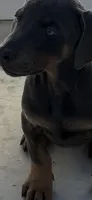 Blue male , a male Doberman Pinscher for sale in Lula, GA – 2 of 6