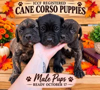 Brindle male Blue collar , a male Cane Corso for sale in Lula, GA – 2 of 2