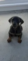 Blue male , a male Doberman Pinscher for sale in Lula, GA – 3 of 6