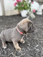 Blue female fawn points ears cropped , a female Cane Corso for sale in Lula, GA – 3 of 5