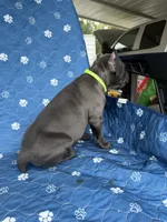 Blue female green collar , a female Cane Corso for sale in Lula, GA – 5 of 5