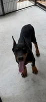 Zara, a female Doberman Pinscher for sale in Lula, GA – 2 of 7