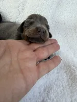 Blue male, a male Doberman Pinscher for sale in Lula, GA – 2 of 4