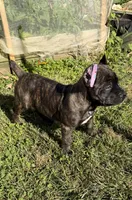 Brindle boy, a male Cane Corso for sale in Lula, GA – 7 of 9