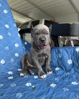 Blue girl pink collar , a female Cane Corso for sale in Lula, GA – 5 of 5