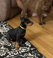 Black female yellow collar , a male Doberman Pinscher for sale in Lula, GA – 4 of 4