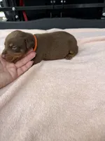 Red female , a female Doberman Pinscher for sale in Lula, GA – 6 of 7