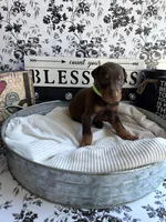 Red female green collar, a female Doberman Pinscher for sale in Lula, GA – 2 of 7