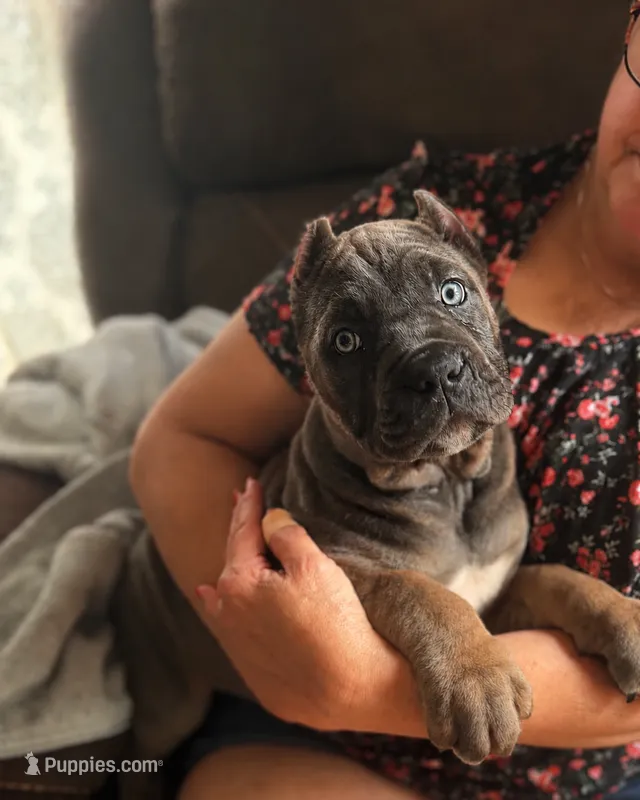 Formantino female ears cropped  – Cane Corso puppy for sale in Lula, GA