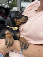 Black female tan collar , a female Doberman Pinscher for sale in Lula, GA – 1 of 5