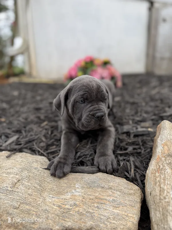 Blue female ears cropped  – Cane Corso puppy for sale in Lula, GA