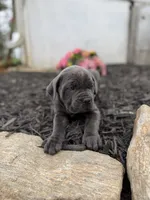 Blue female ears cropped , a female Cane Corso for sale in Lula, GA – 1 of 6
