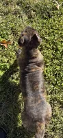 Brindle boy, a male Cane Corso for sale in Lula, GA – 4 of 9