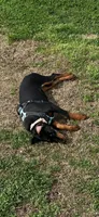 Penny, a female Doberman Pinscher for sale in Lula, GA – Photo 3 of 3