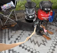 Penny, a female Doberman Pinscher for sale in Lula, GA – Photo 2 of 3