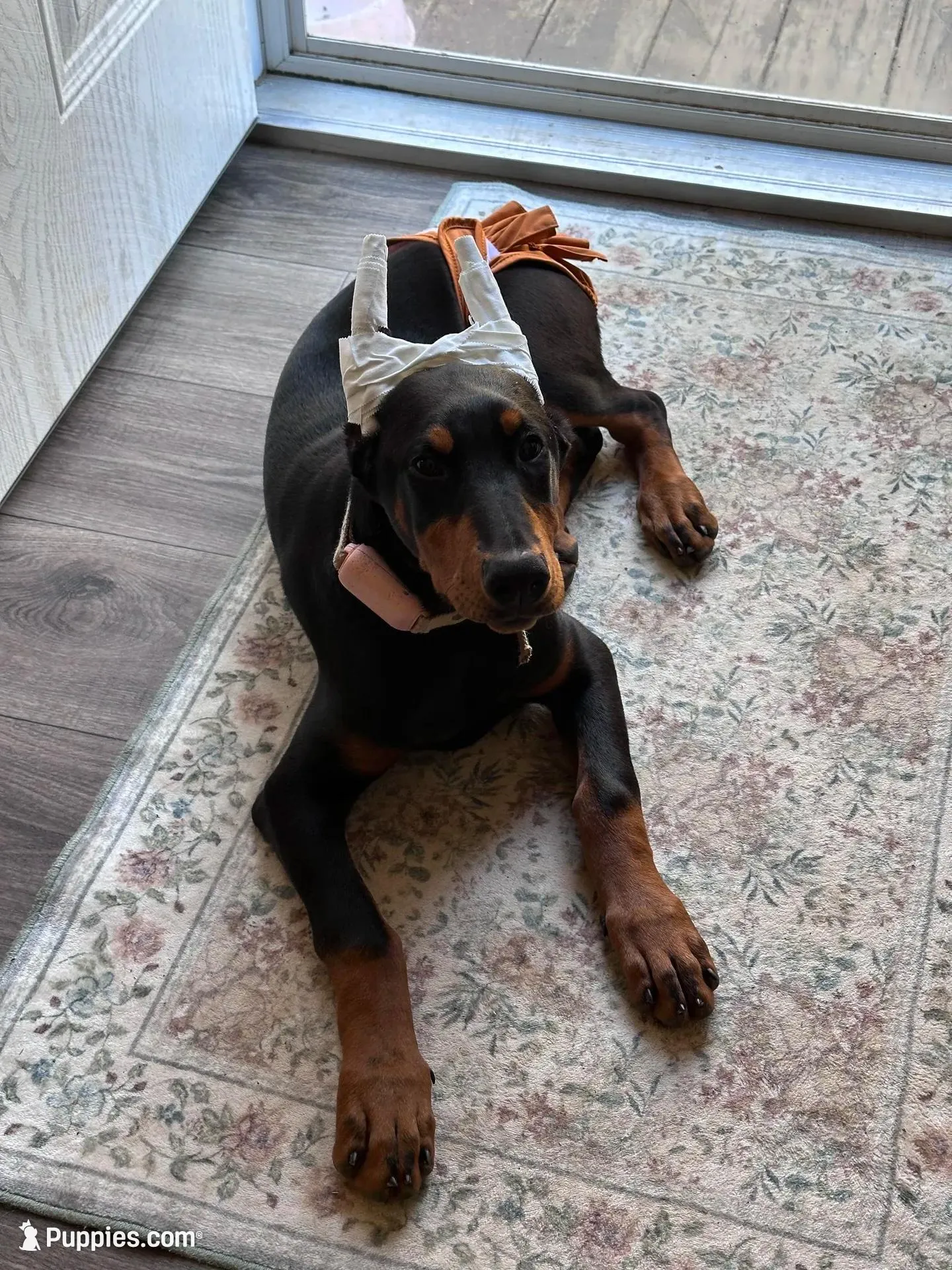 Penny – Doberman Pinscher puppy for sale in Lula, GA