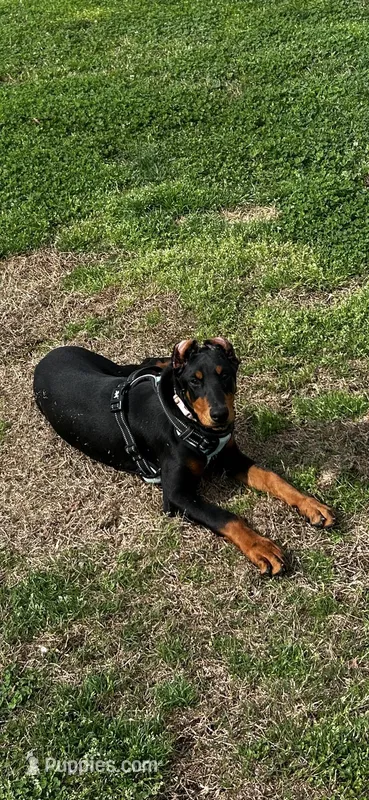 Penny, a female Doberman Pinscher for sale in Lula, GA – Photo 1 of 3