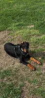 Penny, a female Doberman Pinscher for sale in Lula, GA – Photo 1 of 3