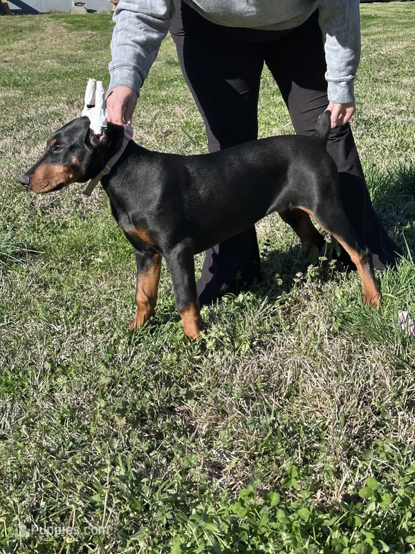 Penny – Doberman Pinscher puppy for sale in Lula, GA