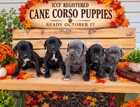 Black female red collar , a female Cane Corso for sale in Lula, GA – 2 of 2