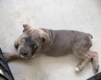 Formantino female ears cropped , a female Cane Corso for sale in Lula, GA – 7 of 7