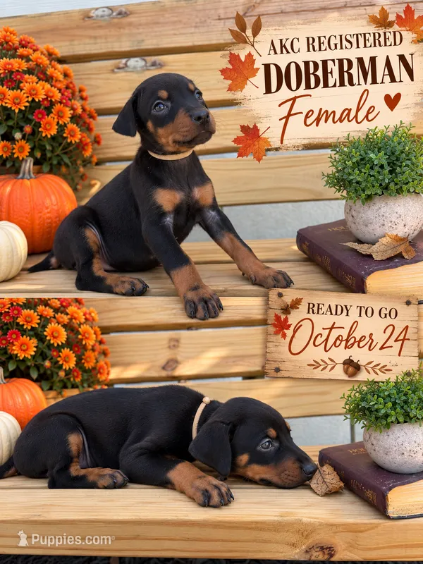 Black Female tan collar – Doberman Pinscher puppy for sale in Lula, GA