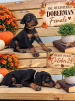 Black Female tan collar, a female Doberman Pinscher for sale in Lula, GA – 1 of 1