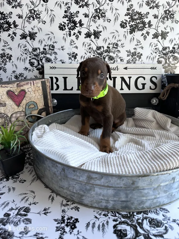 Red female green collar – Doberman Pinscher puppy for sale in Lula, GA