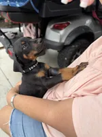 Black female black collar , a female Doberman Pinscher for sale in Lula, GA – 6 of 7