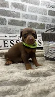 Red female. Green collar , a female Doberman Pinscher for sale in Lula, GA – 2 of 3