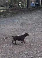 Red female, a female Doberman Pinscher for sale in Lula, GA – Photo 3 of 8