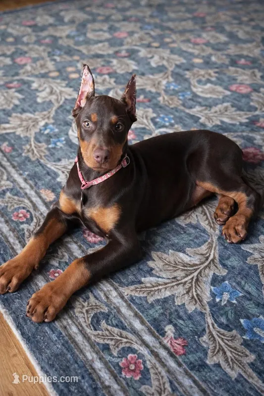 Red female – Doberman Pinscher puppy for sale in Lula, GA